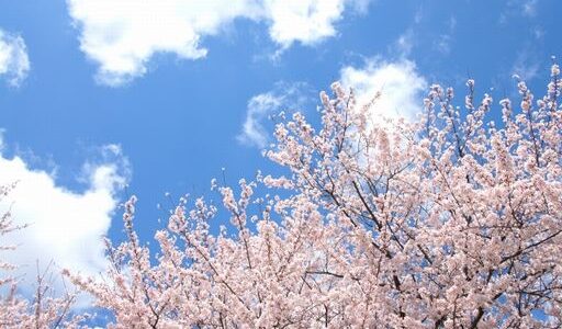 奈良吉野桜の開花予想は？アクセスは大阪から近鉄電車！昼食は？